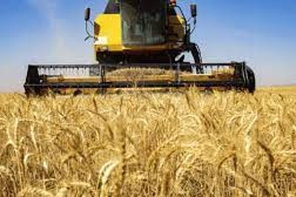 آغاز خرید تضمینی گندم در خراسان رضوی