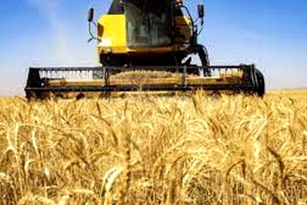 آغاز خرید تضمینی گندم در خراسان رضوی