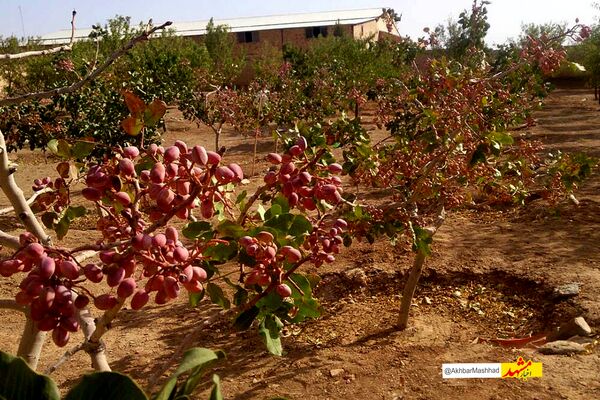 افزایش برداشت ۱۰ درصدی پسته در گناباد
