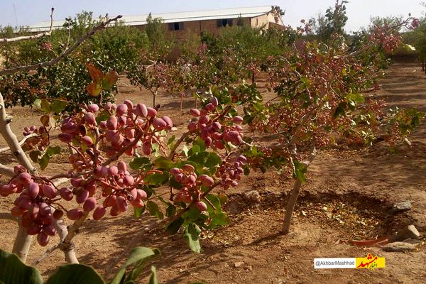 افزایش برداشت ۱۰ درصدی پسته در گناباد