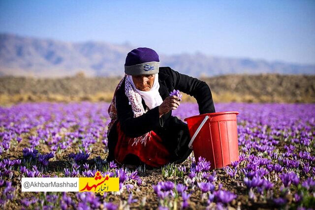 برداشت زعفران در رشتخوار ۵۰ درصد کاهش یافت
