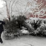 سقوط ۱۱۱ درخت در مشهد بر اثر بارش برف