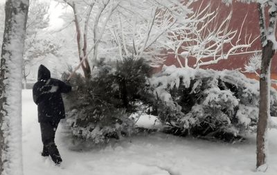 سقوط ۱۱۱ درخت در مشهد بر اثر بارش برف