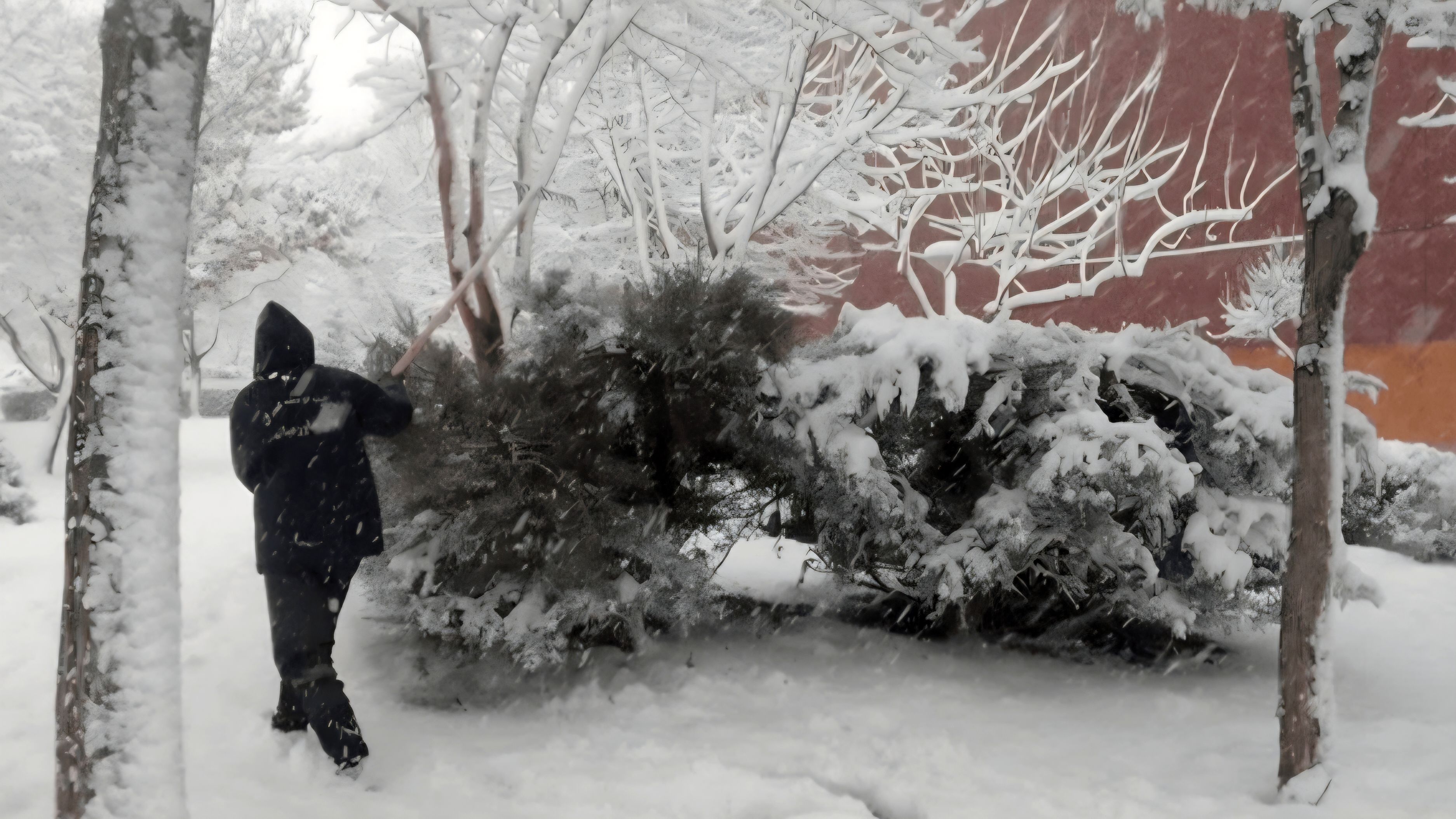 سقوط ۱۱۱ درخت در مشهد بر اثر بارش برف