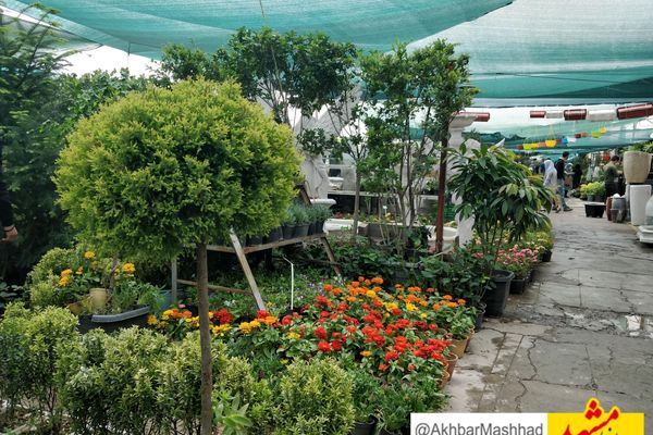 هزینه تولید گل بیشتر از قیمت فروش آن است