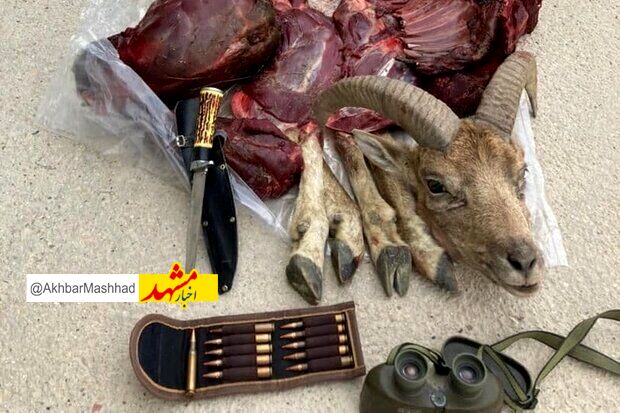 شکارچیان قوچ وحشی در "جوین" خراسان رضوی دستگیر شدند