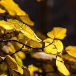 پیش‌بینی هواشناسی مشهد و خراسان رضوی