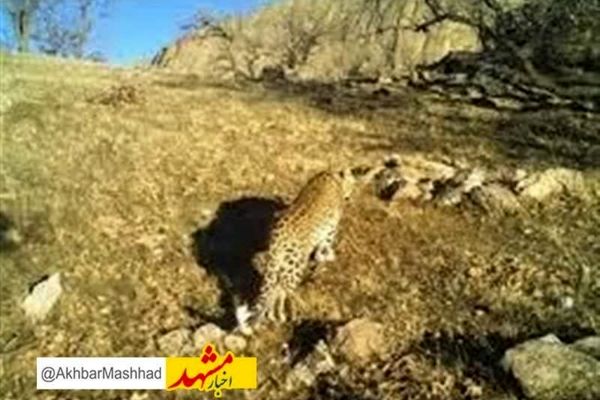 مواجهه با پلنگ منجر به مصدومیت ۴ دامدار فریمانی شد