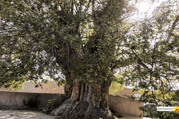 درخت ۵۰۰ ساله روستای احمدآباد گلمکان در انتظار ثبت ملی