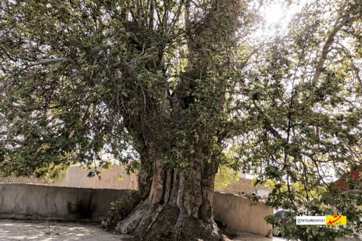 درخت ۵۰۰ ساله روستای احمدآباد گلمکان در انتظار ثبت ملی