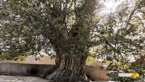 درخت ۵۰۰ ساله روستای احمدآباد گلمکان در انتظار ثبت ملی