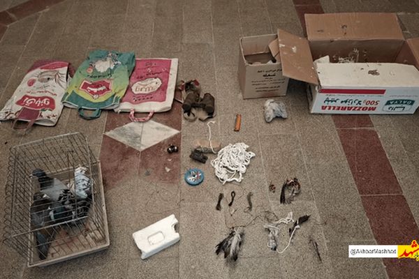 شکارچیان پرندگان شکاری در دام قانون افتادند