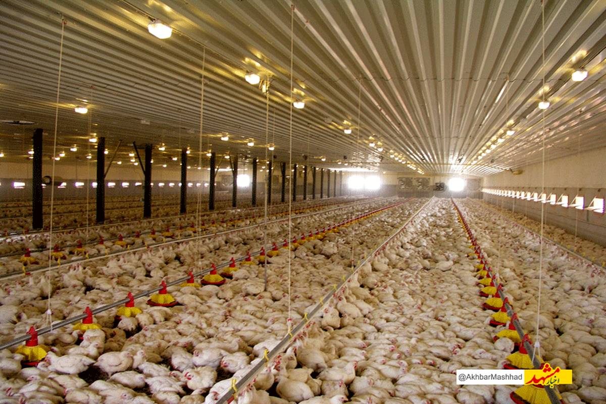 افزایش 10 درصدی جوجه‌ریزی در مرغداری‌های تایباد/ثبت 2/4 میلیون قطعه جوجه‌ریزی
