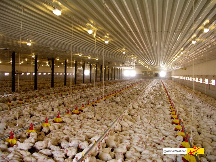 افزایش 10 درصدی جوجه‌ریزی در مرغداری‌های تایباد/ثبت 2/4 میلیون قطعه جوجه‌ریزی