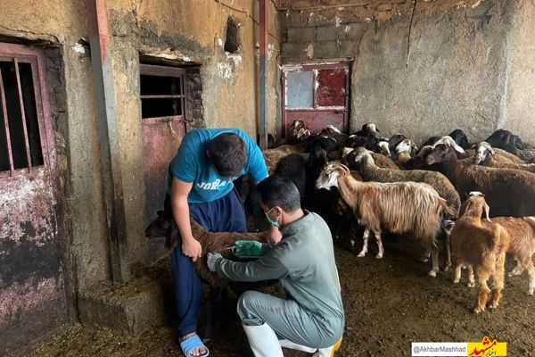 بازار دام مهدتوس مشهد با مهار تب برفکی بازگشایی شد