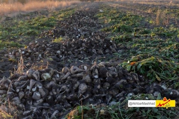 کشت فراسرزمینی محصولات آب بر خراسان‌رضوی تصویب شد