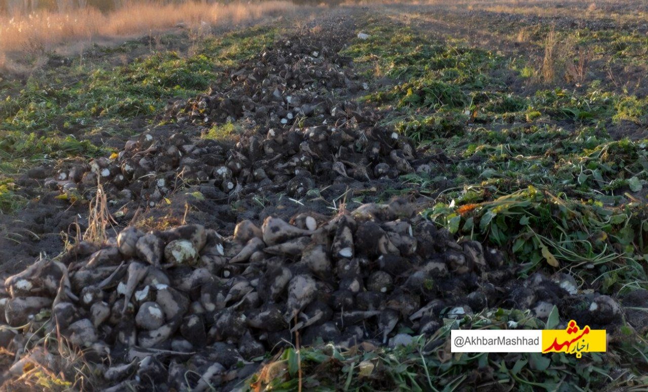 کشت فراسرزمینی محصولات آب بر خراسان‌رضوی تصویب شد