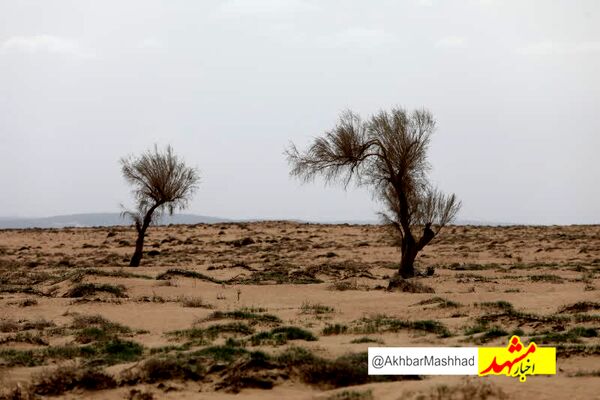 اجرای عملیات بیابان زدایی در ۶۲ درصد وسعت شهرستان گناباد