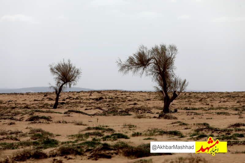 اجرای عملیات بیابان زدایی در ۶۲ درصد وسعت شهرستان گناباد