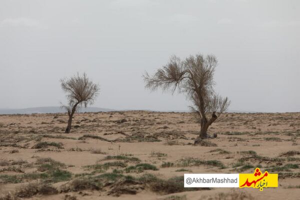 اجرای عملیات بیابان زدایی در ۶۲ درصد وسعت شهرستان گناباد