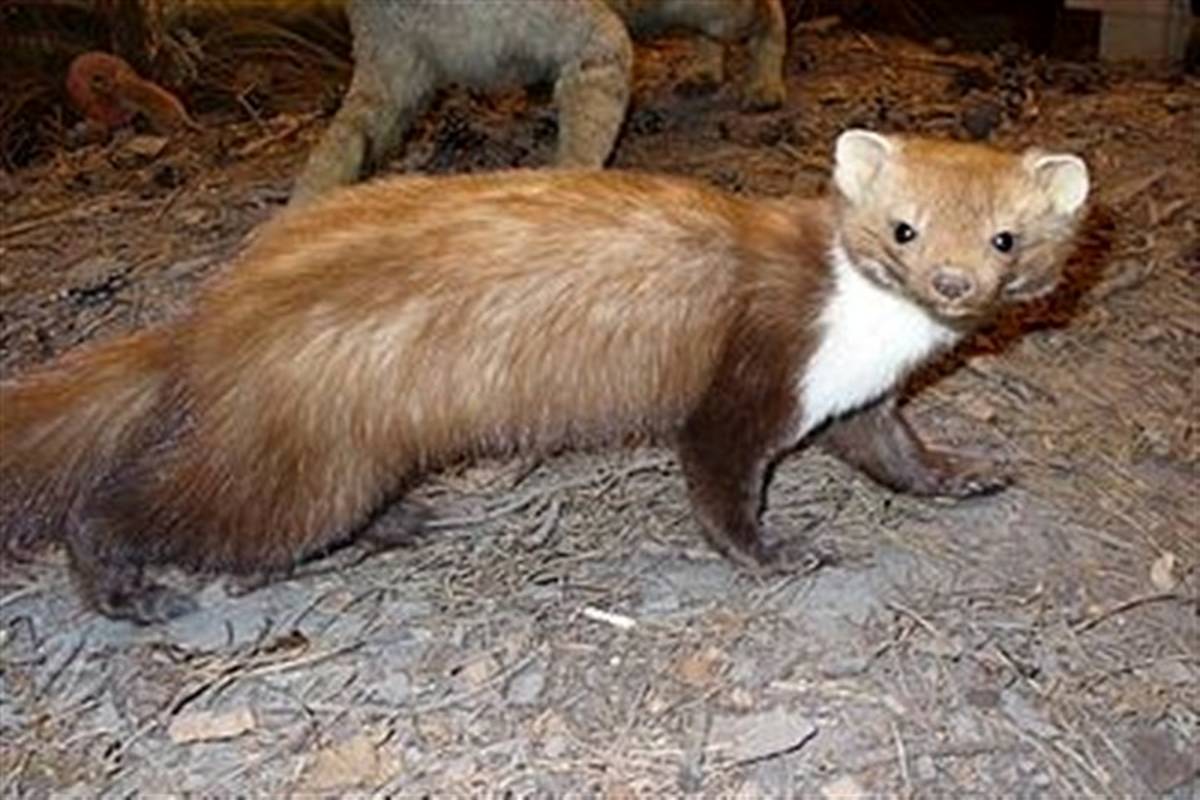 ثبت نخستین مشاهده سمور سنگی در شهرستان بردسکن