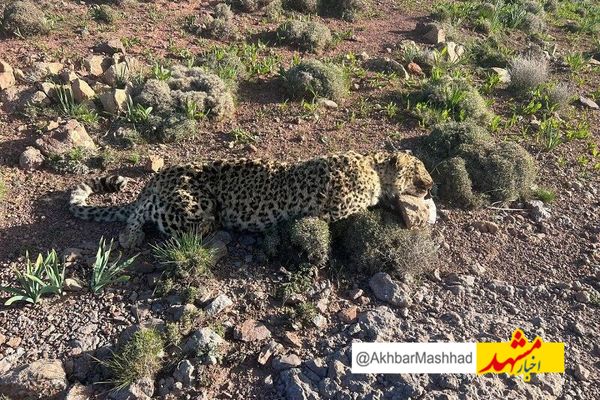 کشف لاشه یک قلاده پلنگ در منطقه شکار ممنوع فریمان