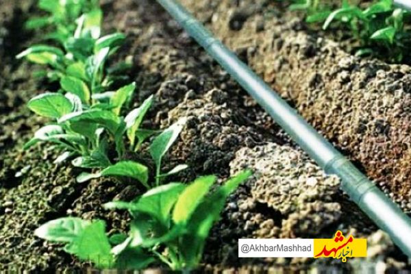سازگاری با کم‌آبی ضرورتی حیاتی برای کشاورزی خراسان رضوی است