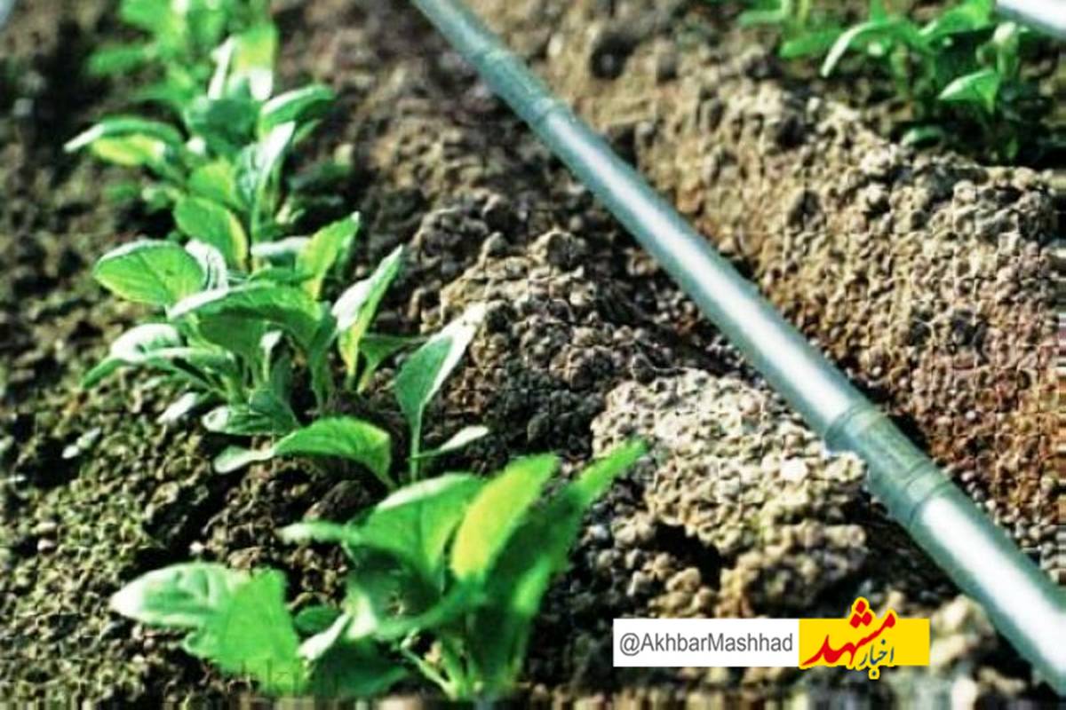 سازگاری با کمآبی ضرورتی حیاتی برای کشاورزی خراسان رضوی است