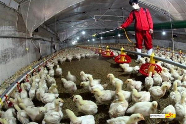 لزوم رعایت اقدامات پیشگیرانه جهت جلوگیری از بروز آنفلوآنزای فوق حاد پرندگان