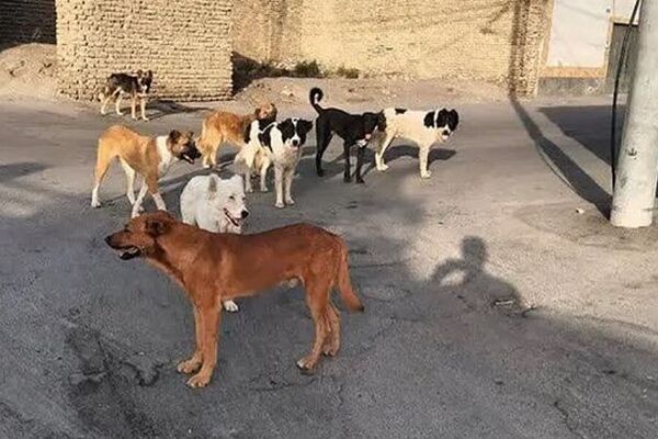 مرگ یک کودک در حمله سگ / در سنندج رخ داد