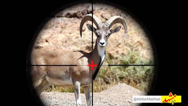  صدای شلیک گلوله شکارچیان غیرمجاز قره چغه را لو داد