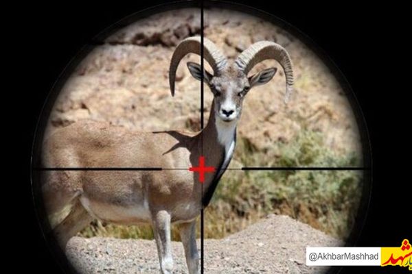  صدای شلیک گلوله شکارچیان غیرمجاز قره چغه را لو داد