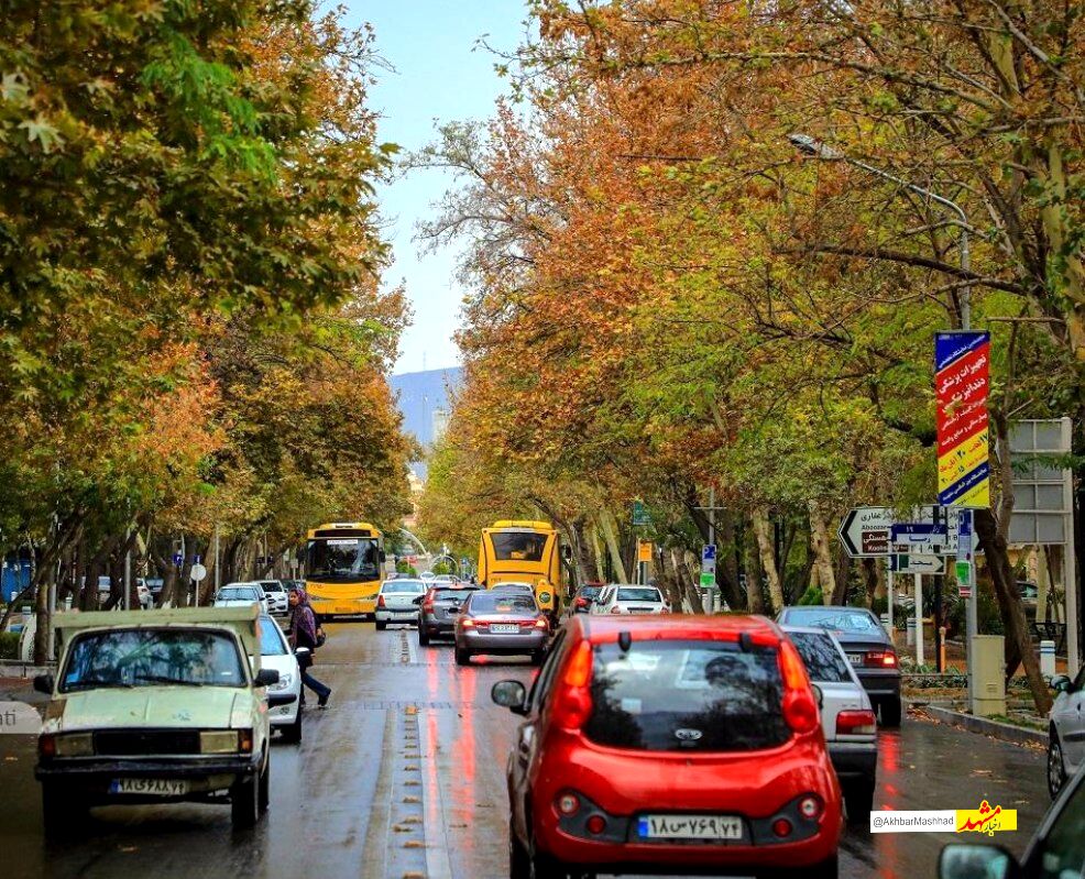 نفس تازه برای خیابان کوهسنگی؛ آغاز طرح به‌زراعی چنارهای کهنسال مشهد