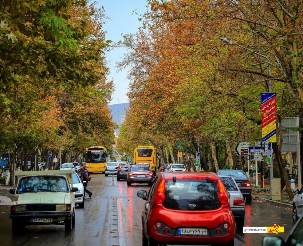 نفس تازه برای خیابان کوهسنگی؛ آغاز طرح به‌زراعی چنارهای کهنسال مشهد