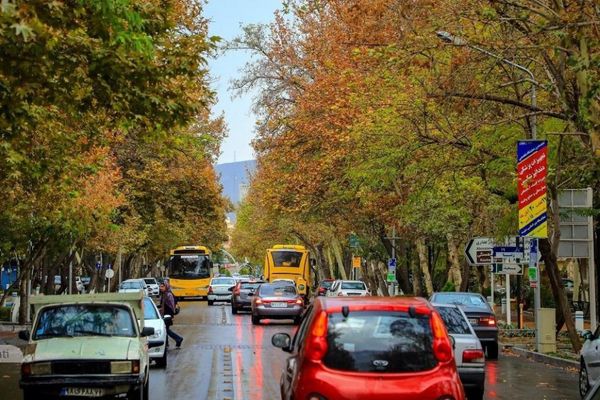 نفس تازه برای خیابان کوهسنگی؛ آغاز طرح به‌زراعی چنارهای کهنسال مشهد