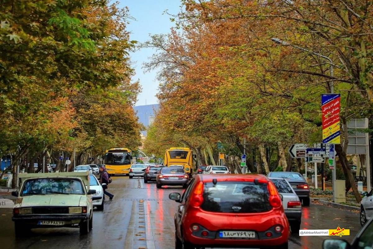 نفس تازه برای خیابان کوهسنگی؛ آغاز طرح به‌زراعی چنارهای کهنسال مشهد
