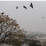 پیش‌بینی هواشناسی مشهد و خراسان رضوی امروز (پنجشنبه، ۱۴ اسفند ۱۴۰۴) | افزایش نسبی دمادر روز‌های ابتدای هفته آینده