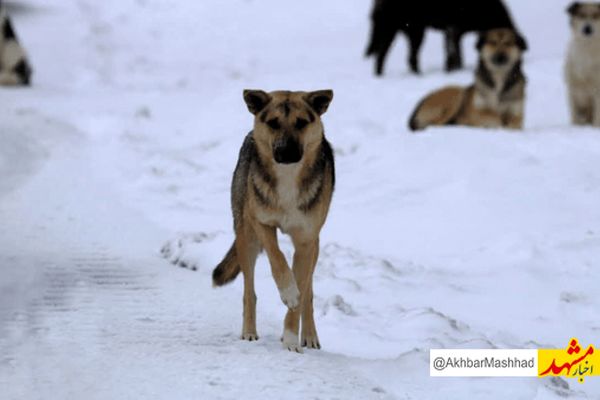 ورود حیوانات وحشی به روستاهای طرقبه شاندیز