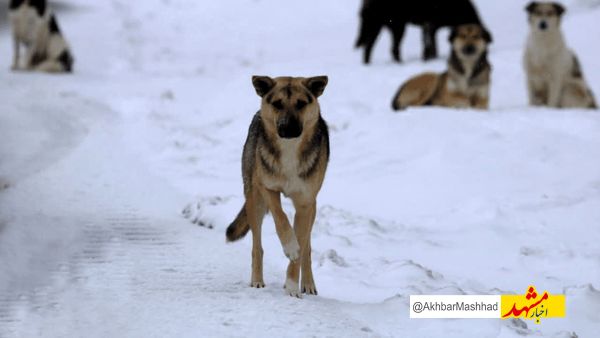 ورود حیوانات وحشی به روستاهای طرقبه شاندیز