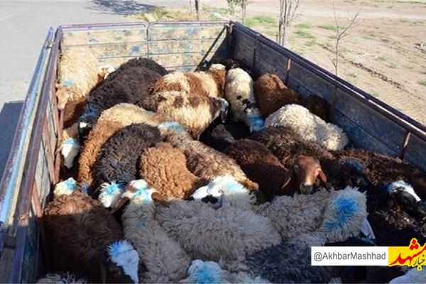 متلاشی شدن باند سارقین احشام در حاشیه شهر مشهد