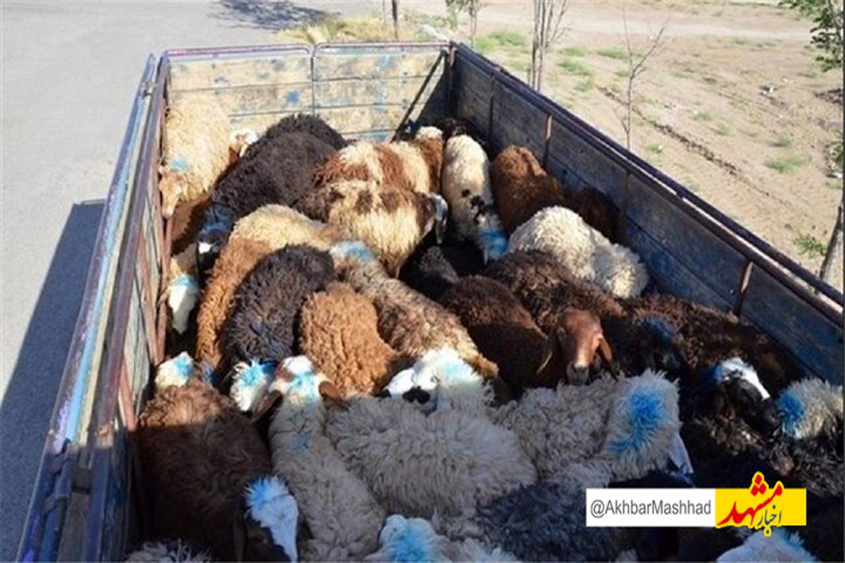 متلاشی شدن باند سارقین احشام در حاشیه شهر مشهد