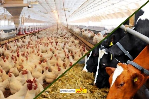 اقدام فوری جهاد کشاورزی خراسان رضوی برای تامین نهادههای دامی و حمایت از دامداران و مرغداران