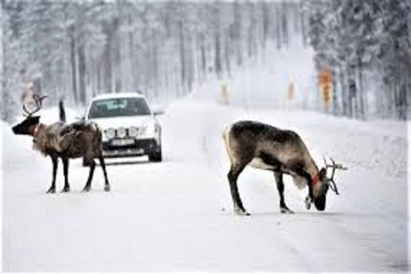 آماده‌باش کامل دستگاه‌های خدمات‌رسان در طرقبه و شاندیز / تردد در تمامی مسیرها بدون محدودیت
