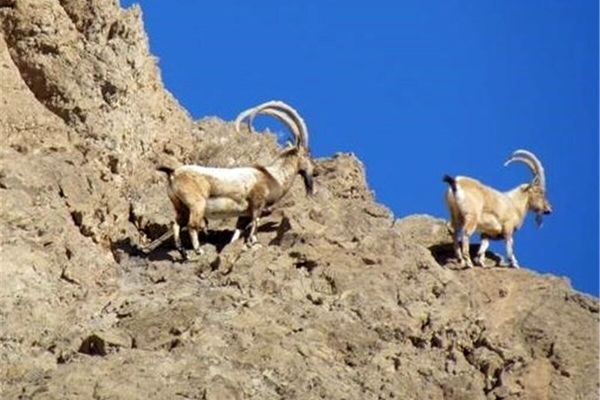 هشدار محیط زیست از روند تخریب زیستگاه‌ها در استان تهران