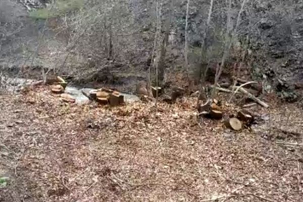فیلم قطع گسترده درختان در منطقه جاغرق