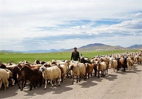 کوچ بهاره عشایر مشهد آغاز شد؛ توزیع ۴۰۰۰ سیلندر گاز مایع بین عشایر