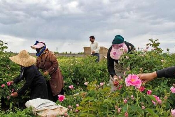 آغاز برداشت گل محمدی در خراسان رضوی
