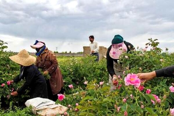 آغاز برداشت گل محمدی در خراسان رضوی
