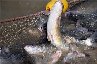 جشنواره «شیلات و ارتقاء فرهنگ مصرف آبزیان» در مشهد برگزار می‌شود