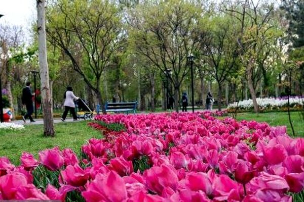 ۲ بوستان مهم شهر مشهد در بهار ۱۴۰۵ میزبان ۱۴۰ هزار گل لاله هستند | لاله‌باران ملت و وکیل‌آباد